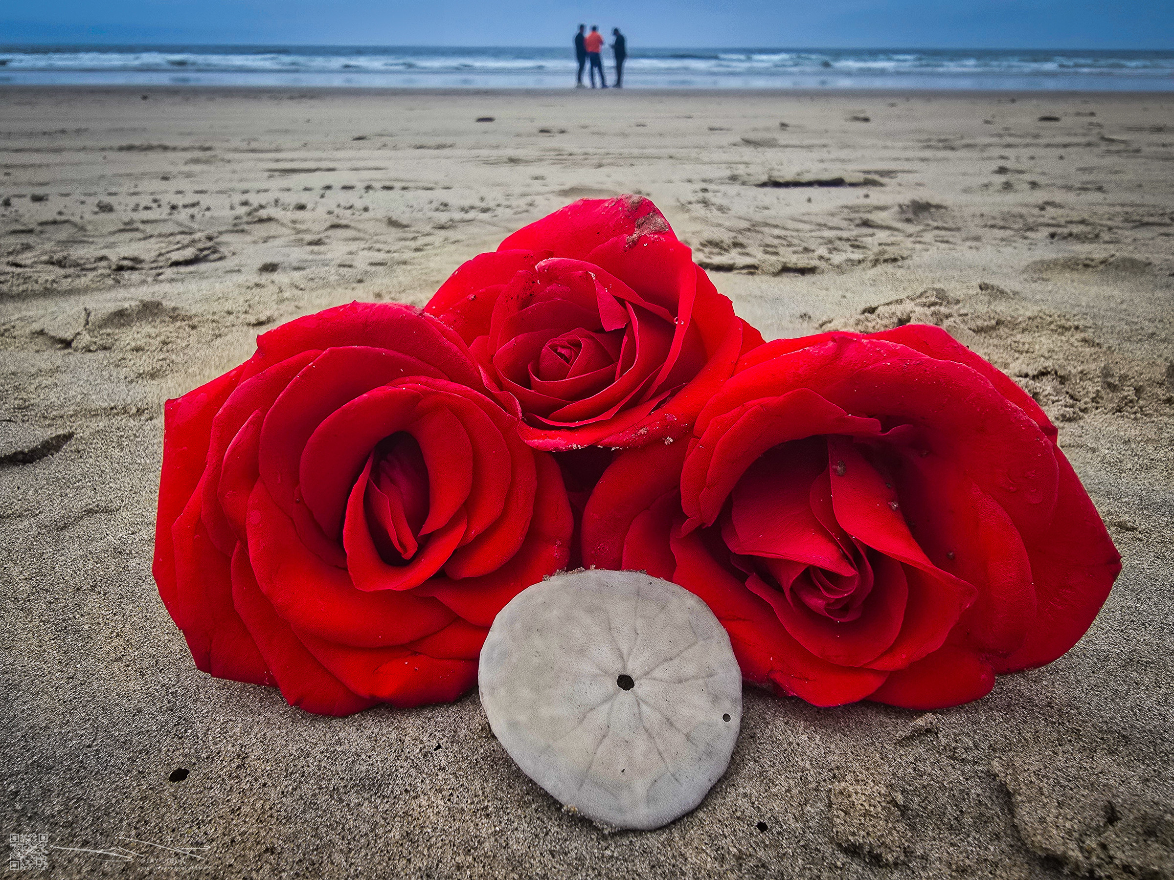 Red Roses on Beach and Sand Dollar