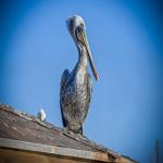 Still Pelican on a Rooftop