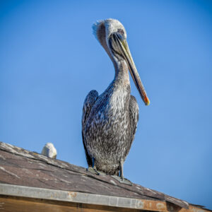 Still Pelican on a Rooftop