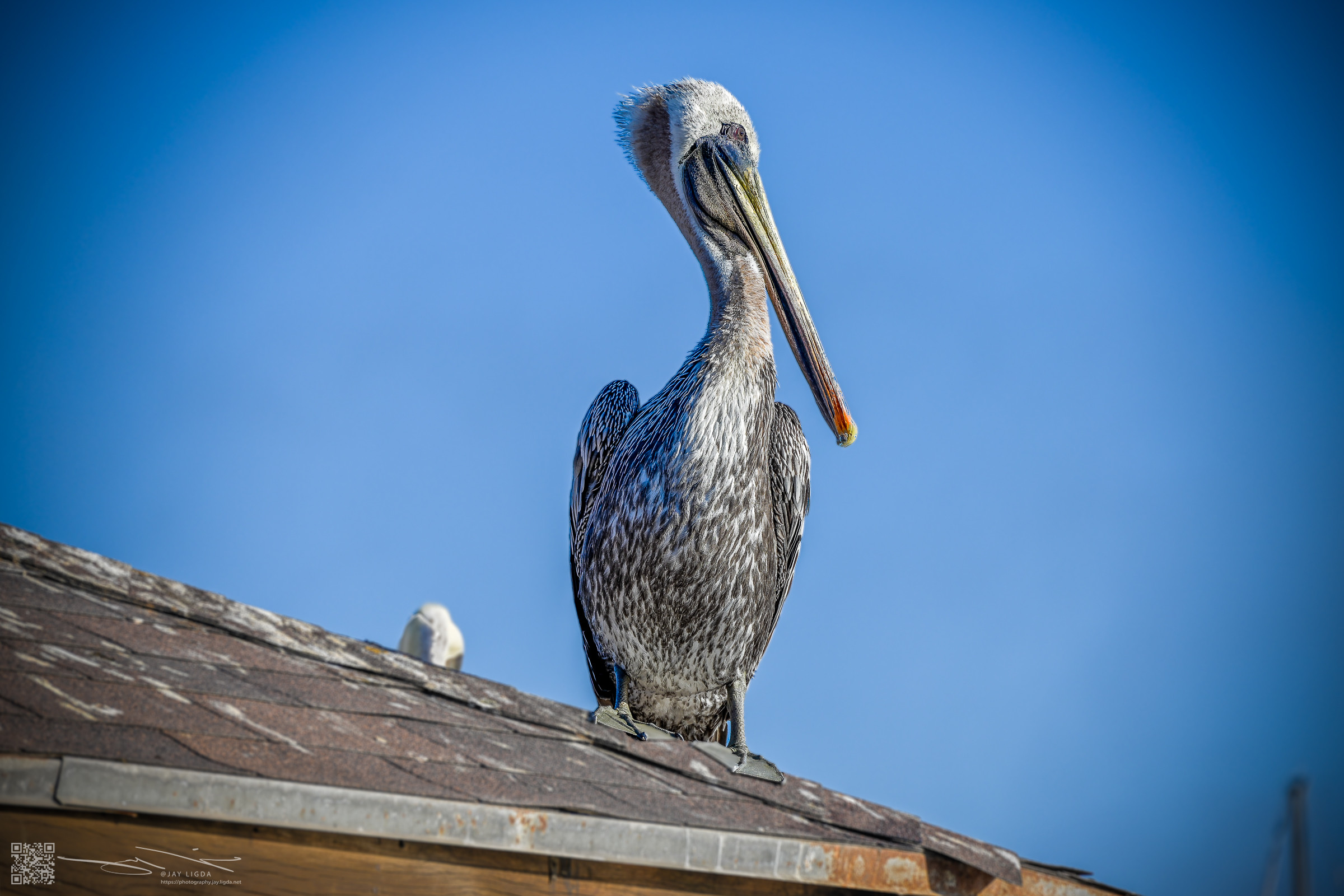 Still Pelican on a Rooftop
