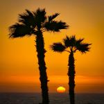 Two Palms at Sunset