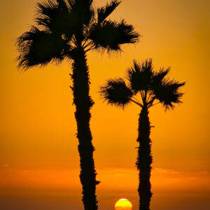 Two Palms at Sunset