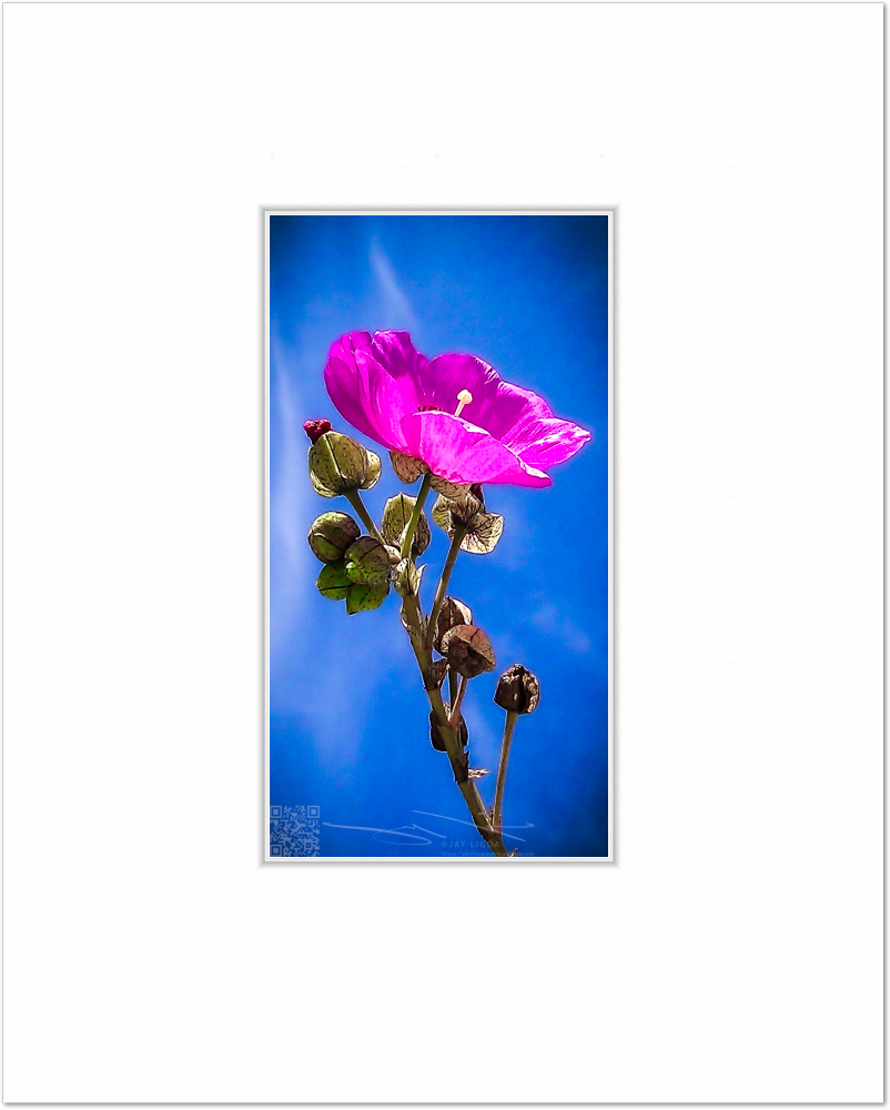 mockup-1472-021609P-BW-blank_mat