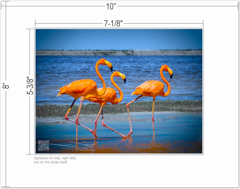 mockup-1589-030403L-BW-mat_with_dimensions