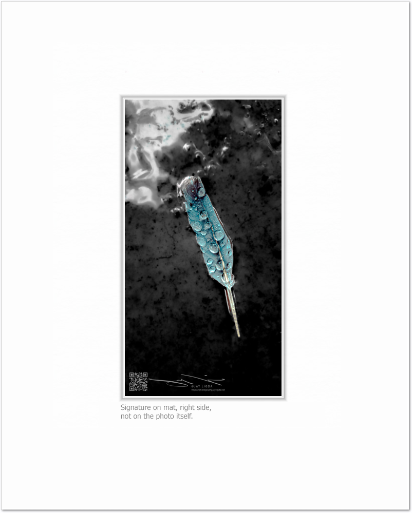 mockup-1629-021609P-BW-blank_mat